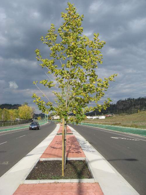 First Roadway Median Installation in Kelowna, BC DeepRoot Blog